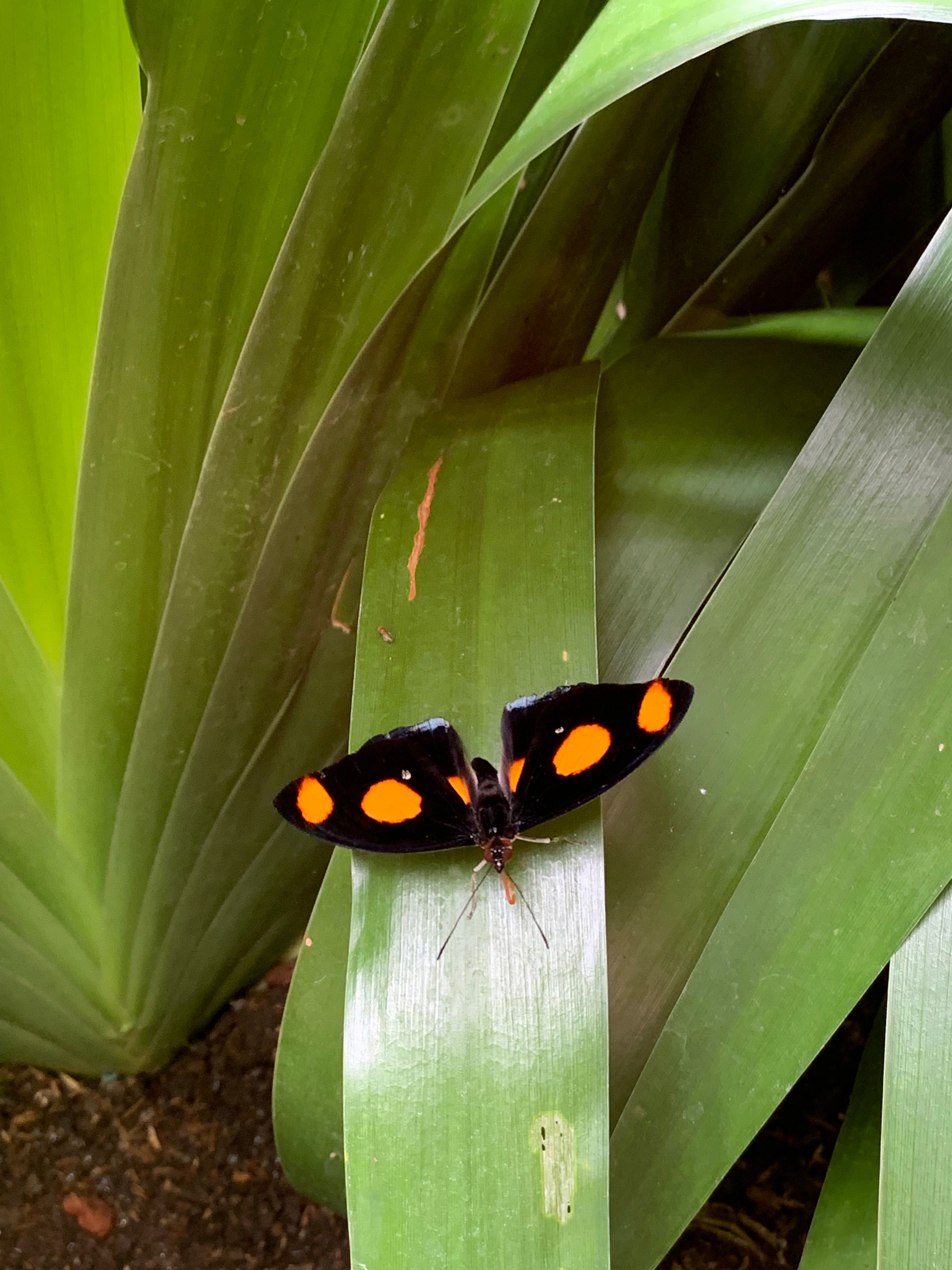 Costa Rica